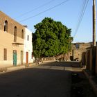 ... diesen mächtigen Baum auf dem Weg zum Tempel von Medinet Habu habe ich gerne angeschaut ...