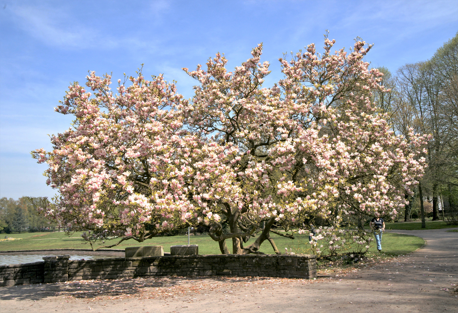 Diesen Magnolienstrauch...