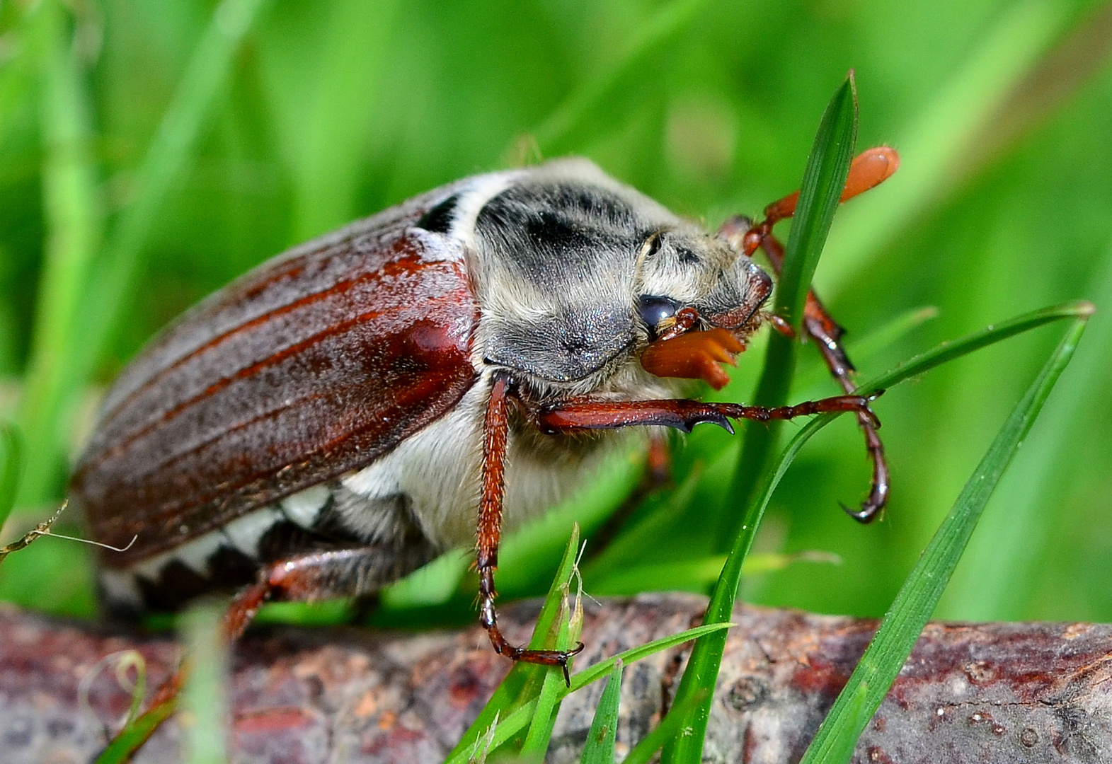 Diesen Maikäfer ............... Foto &amp; Bild | tiere, wildlife, insekten ...