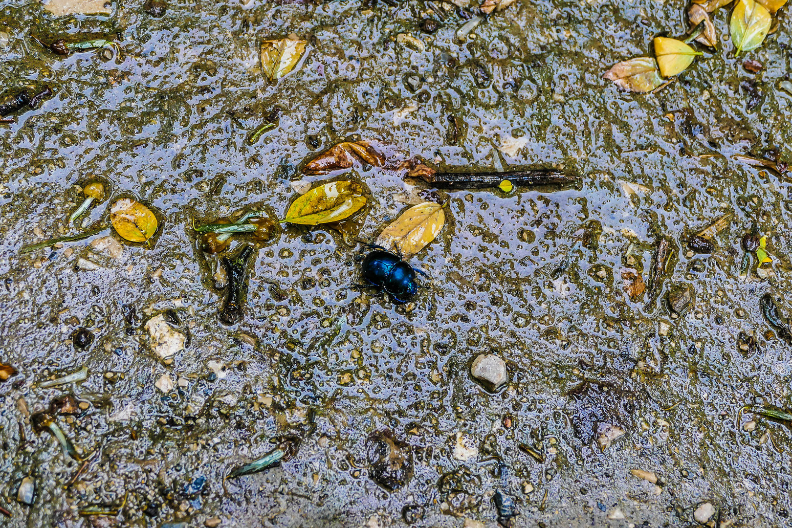 Diesen Mistkäfer hab ich vorigen Sonntag in der Lobau entdeckt.