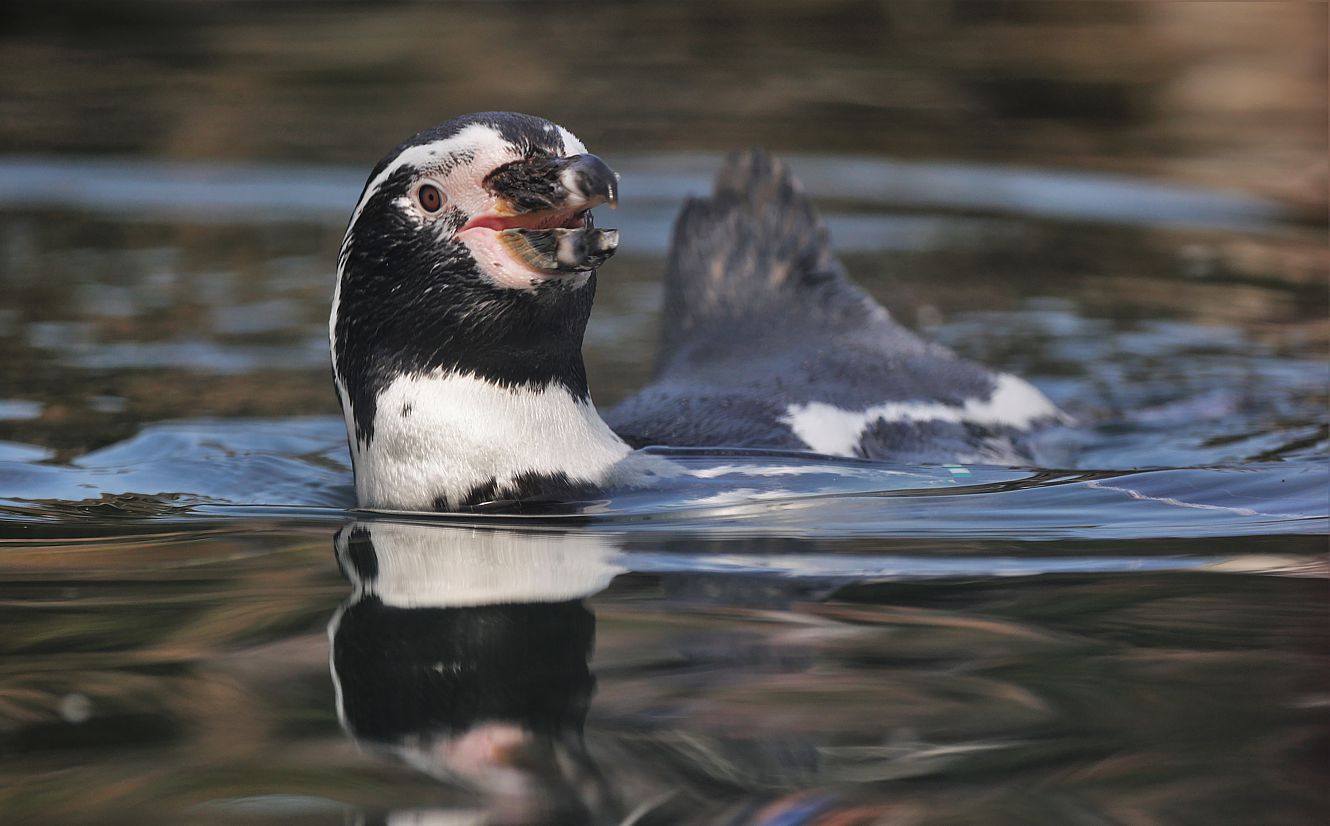 Diesen munteren Eselspinguin