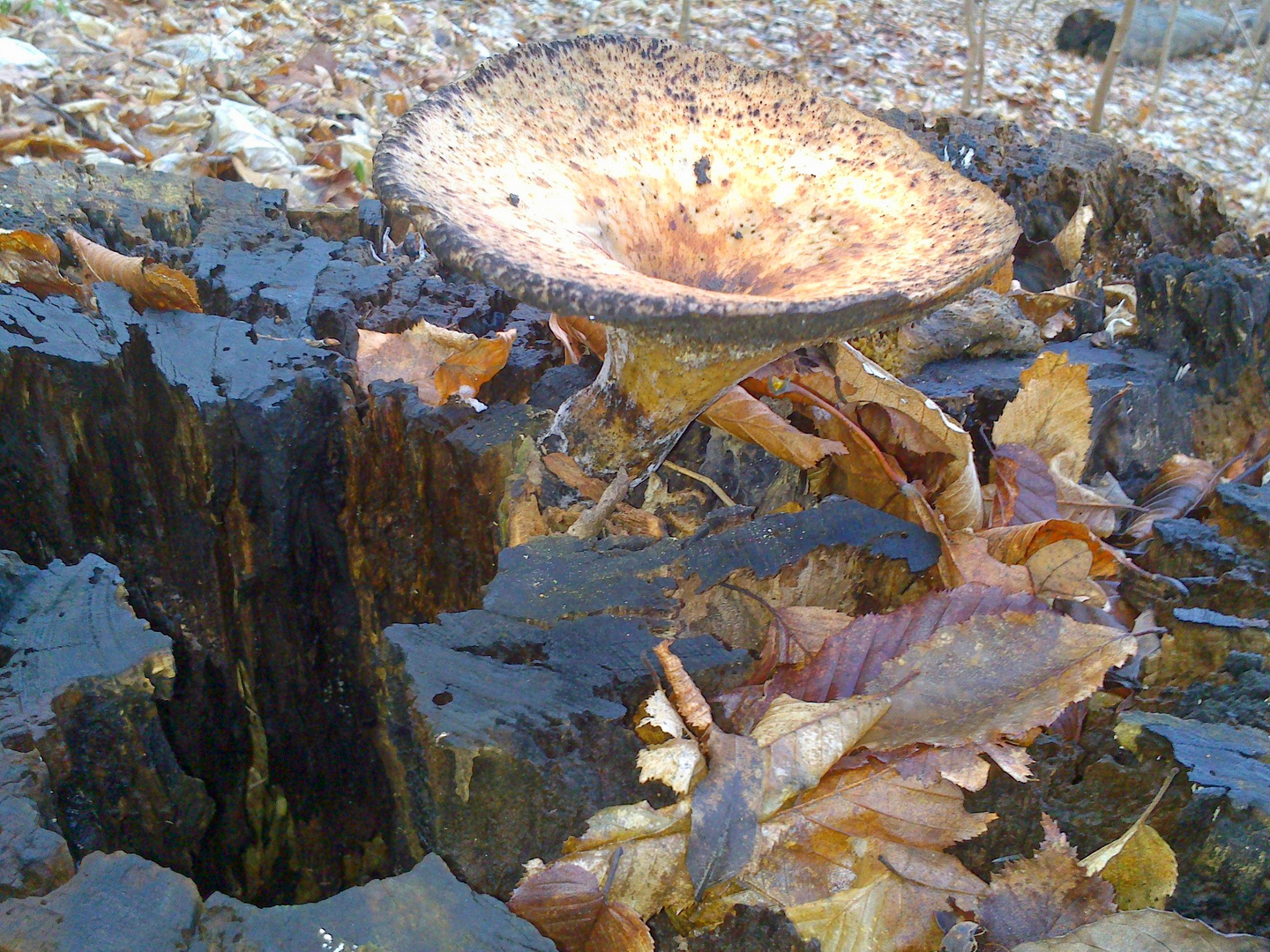 Diesen Pilz fand ich heute beim Hundespaziergang im Wald.