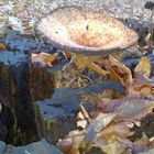 Diesen Pilz fand ich heute beim Hundespaziergang im Wald.