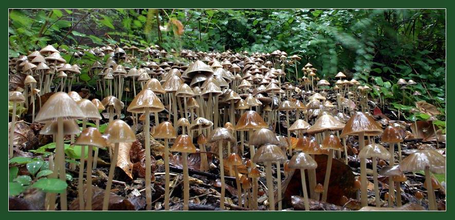 diesen Pilzgarten Foto & Bild | pflanzen, pilze & flechten, pilze