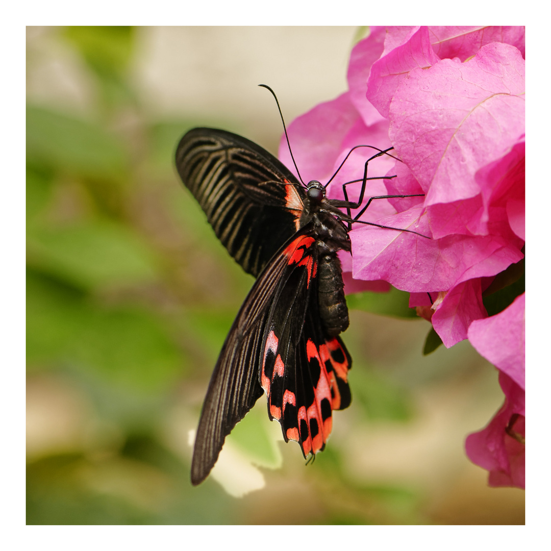 Diesen Red Mormon ...