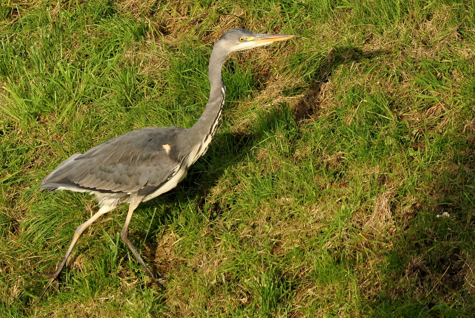 diesen Reiher Foto & Bild tiere, wildlife, wild lebende vögel Bilder