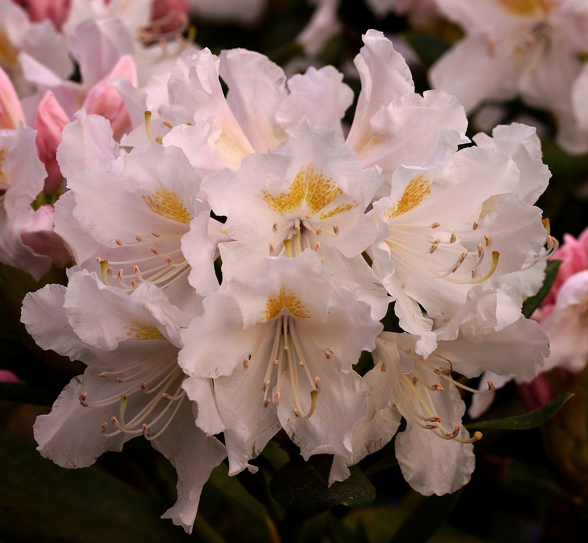 Diesen Rhododendron...