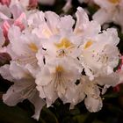Diesen Rhododendron...