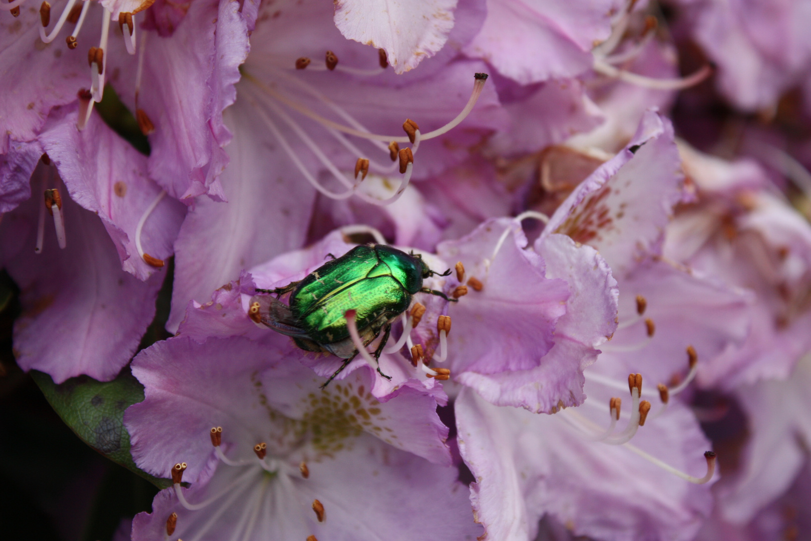 diesen Rosenkäfer fühlte sich pudelwohl