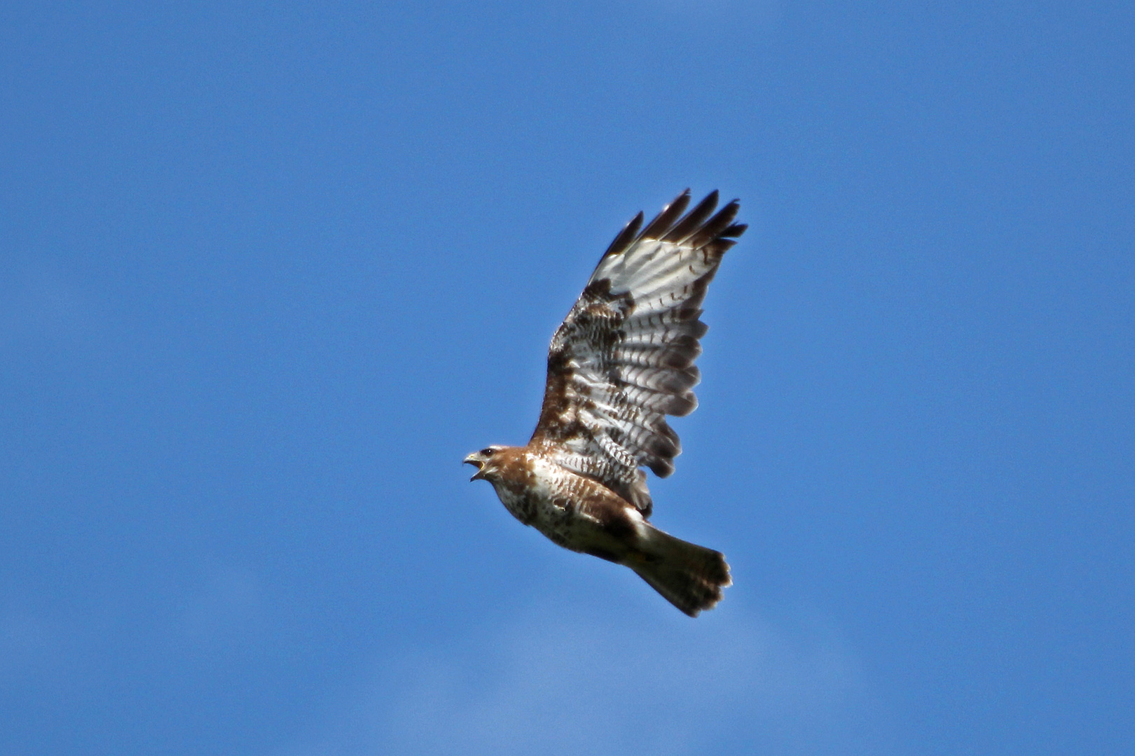 Diesen schön gezeichneten Bussard