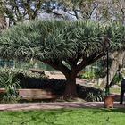 Diesen schönen Baum sah ich auch im Park "Jardim da Estrela" in Lissabon.
