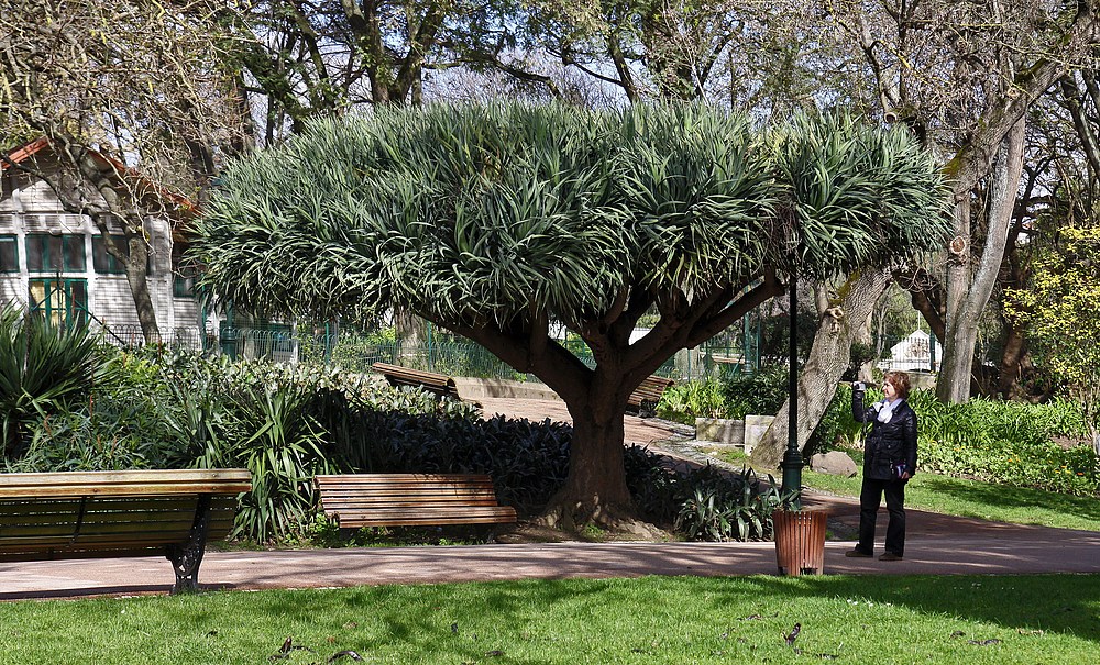 Diesen schönen Baum sah ich auch im Park "Jardim da Estrela" in Lissabon.