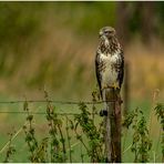 Diesen schönen Bussard (2) ...