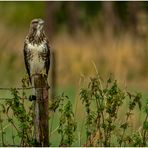 Diesen schönen Bussard (3) ...