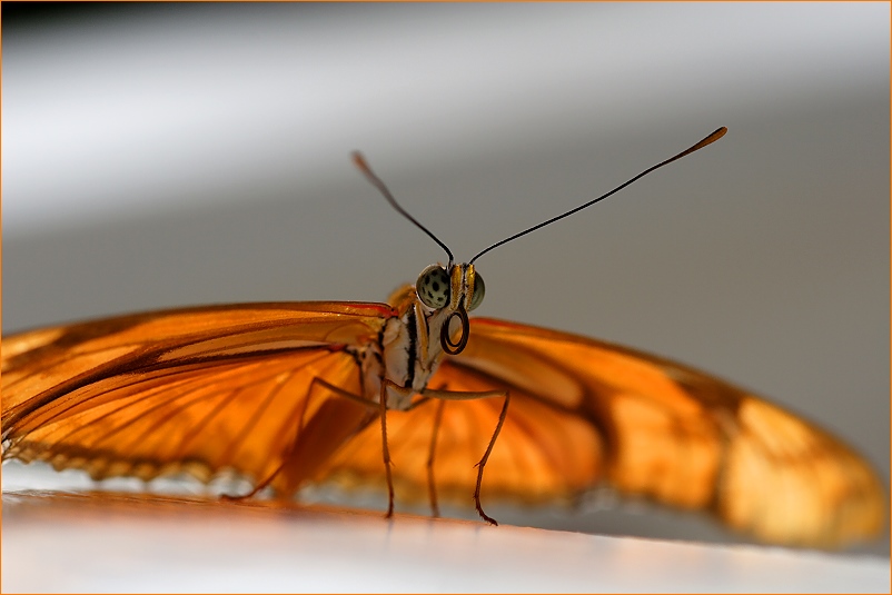 Diesen schönen Schmetterling..