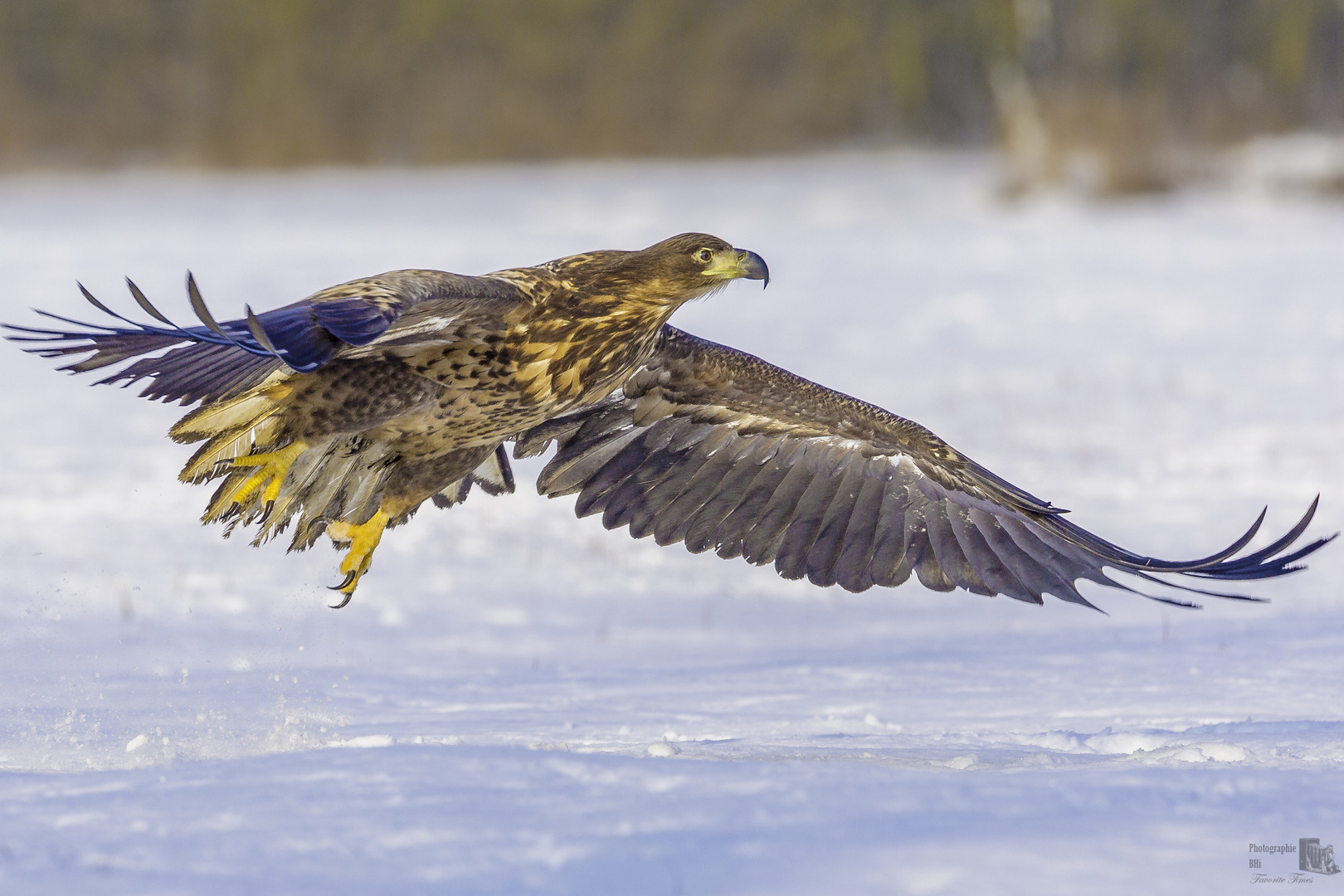 Diesen Seeadler 