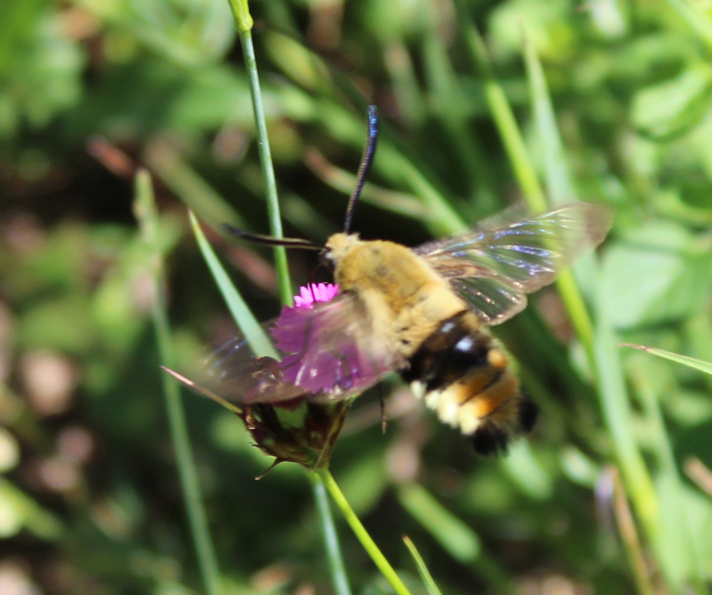  Diesen Skabiosenschwärmer- Hemaris tityus  