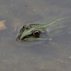 ..diesen Teichfrosch...