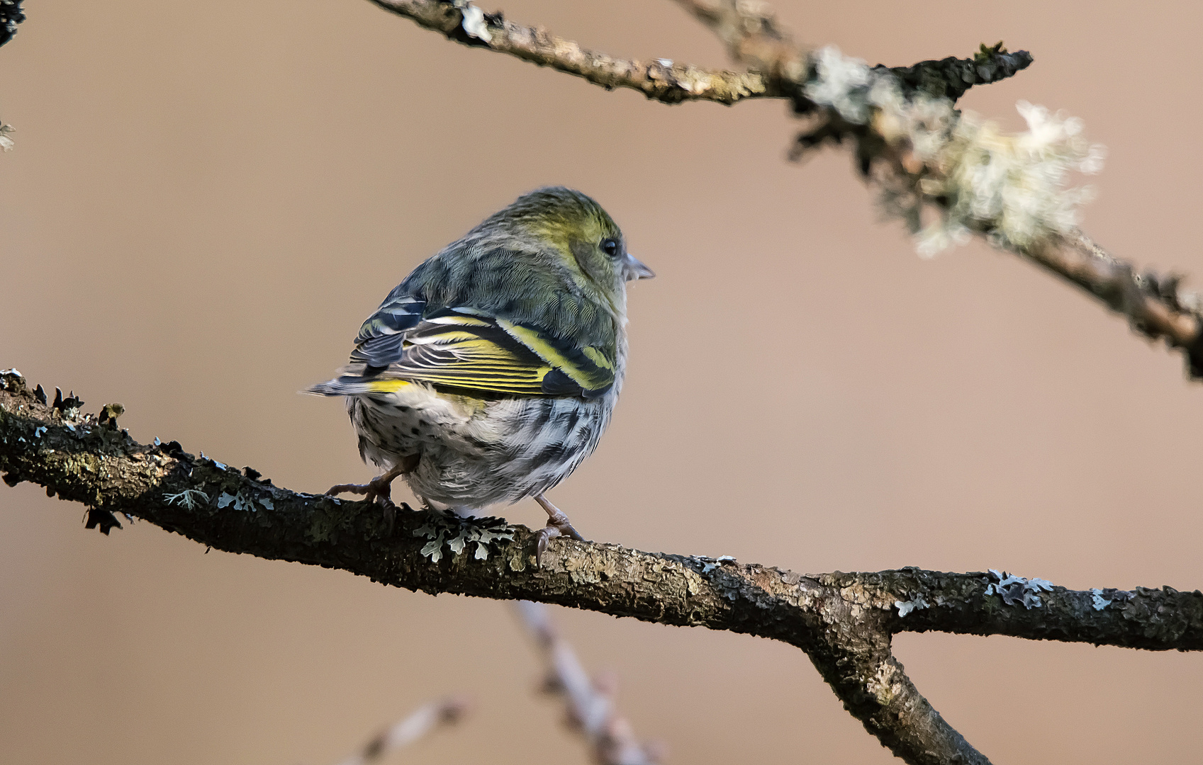 Diesen Vogel habe ich noch nie gesehen, kann das ein Erlenzeisig sein