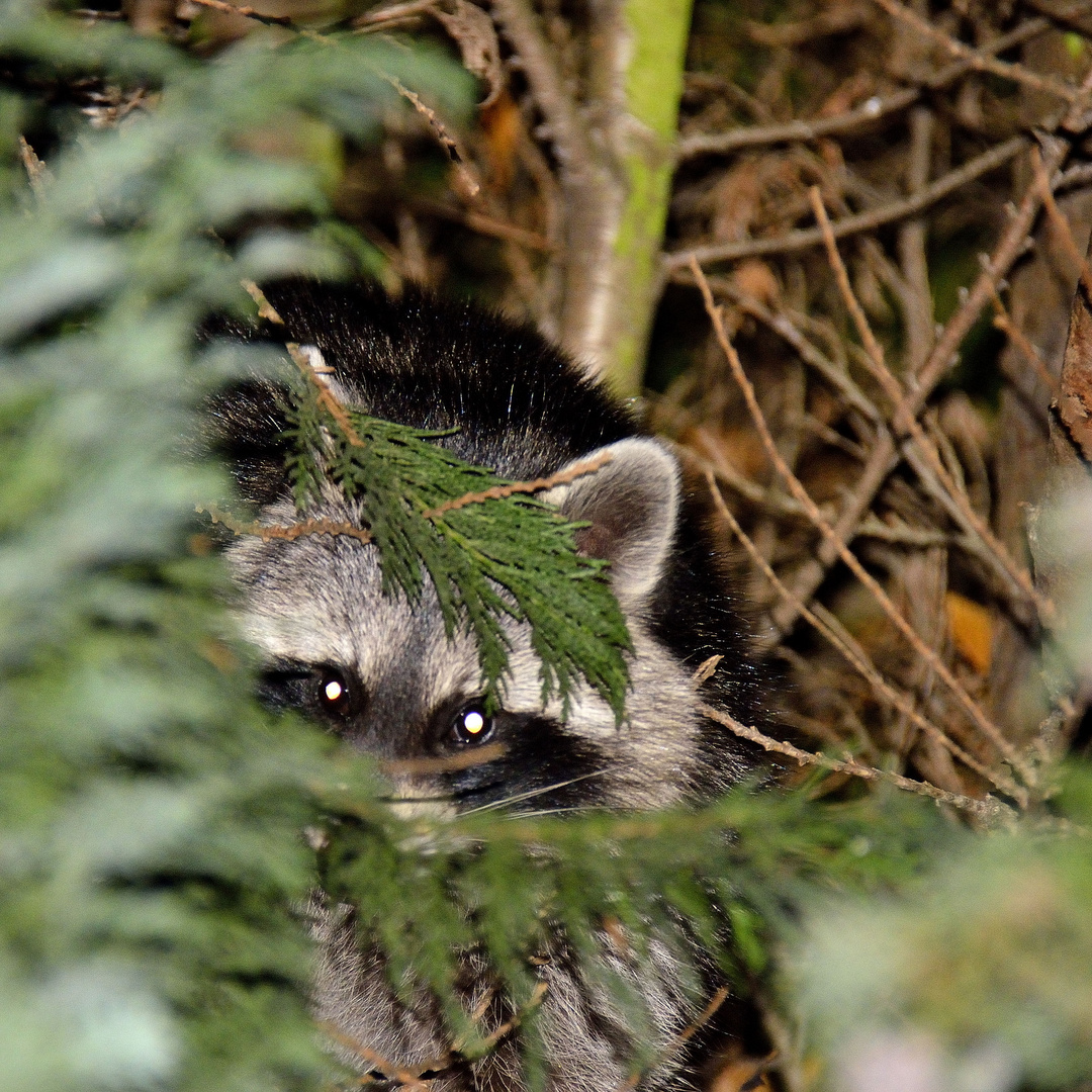 Waschbär Im Garten / Waschbarkot Im Garten So Erkennen Sie