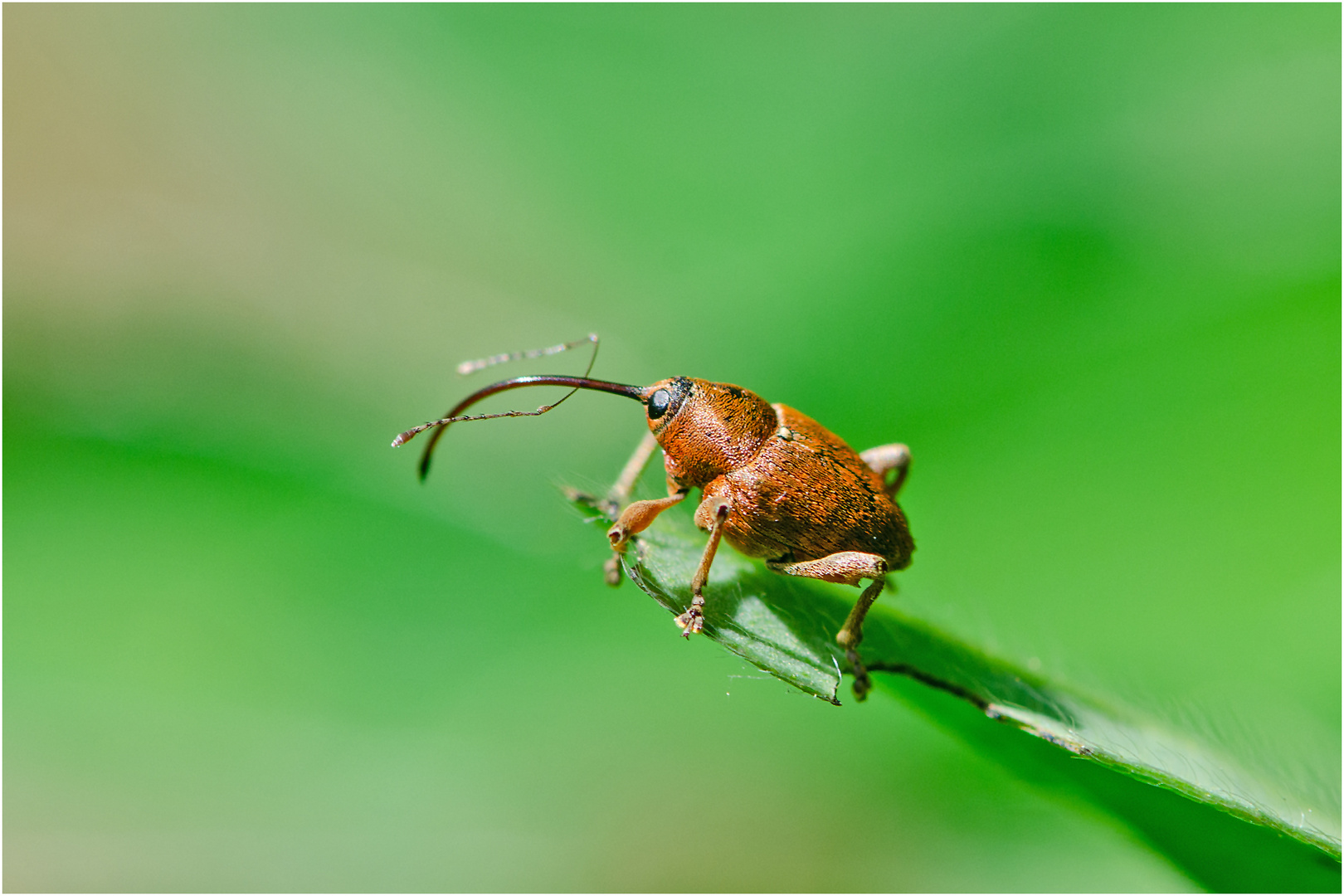 Diesen winzigen Haselnussbohrer (Curculio nucum) . . .