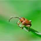 Diesen winzigen Haselnussbohrer (Curculio nucum) . . .