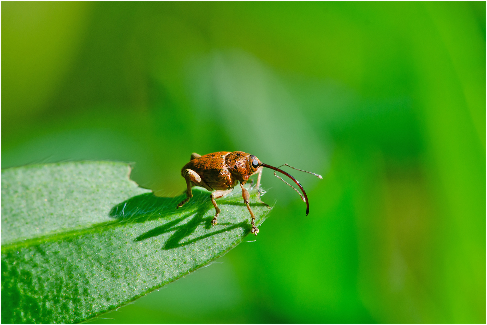 Diesen winzigen Haselnussbohrer (Curculio nucum) . . .