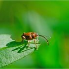 Diesen winzigen Haselnussbohrer (Curculio nucum) . . .