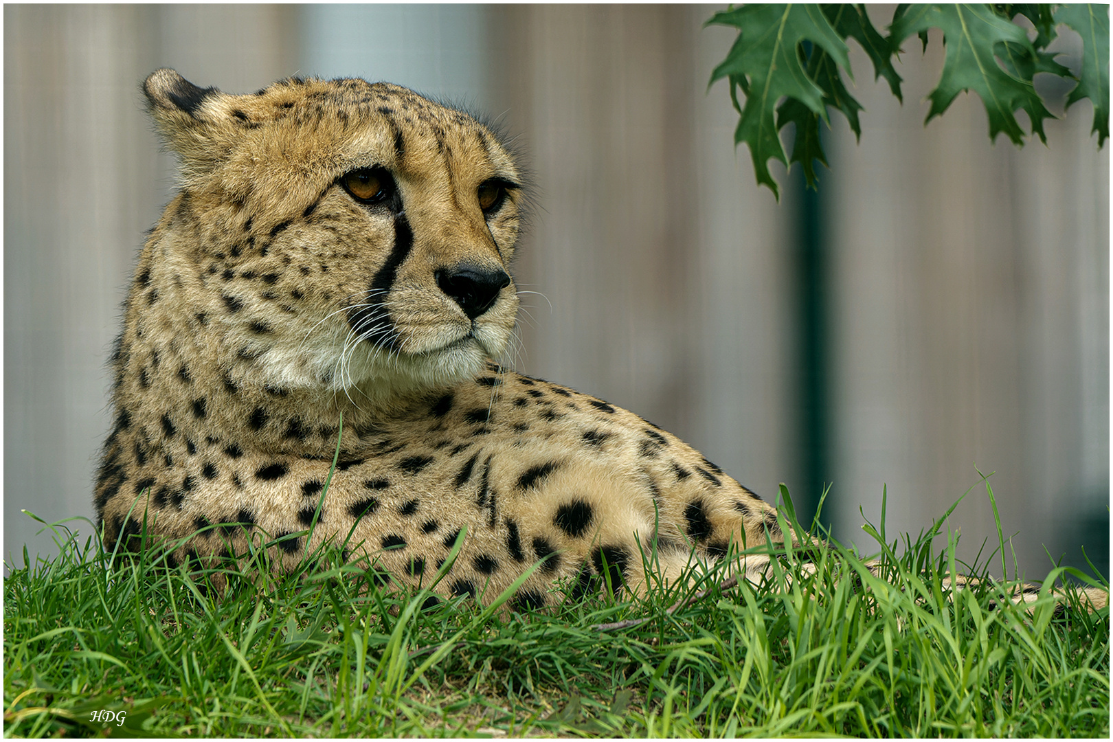 Diesen wunderschönen Gepard (2) ...