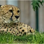 Diesen wunderschönen Gepard (2) ...
