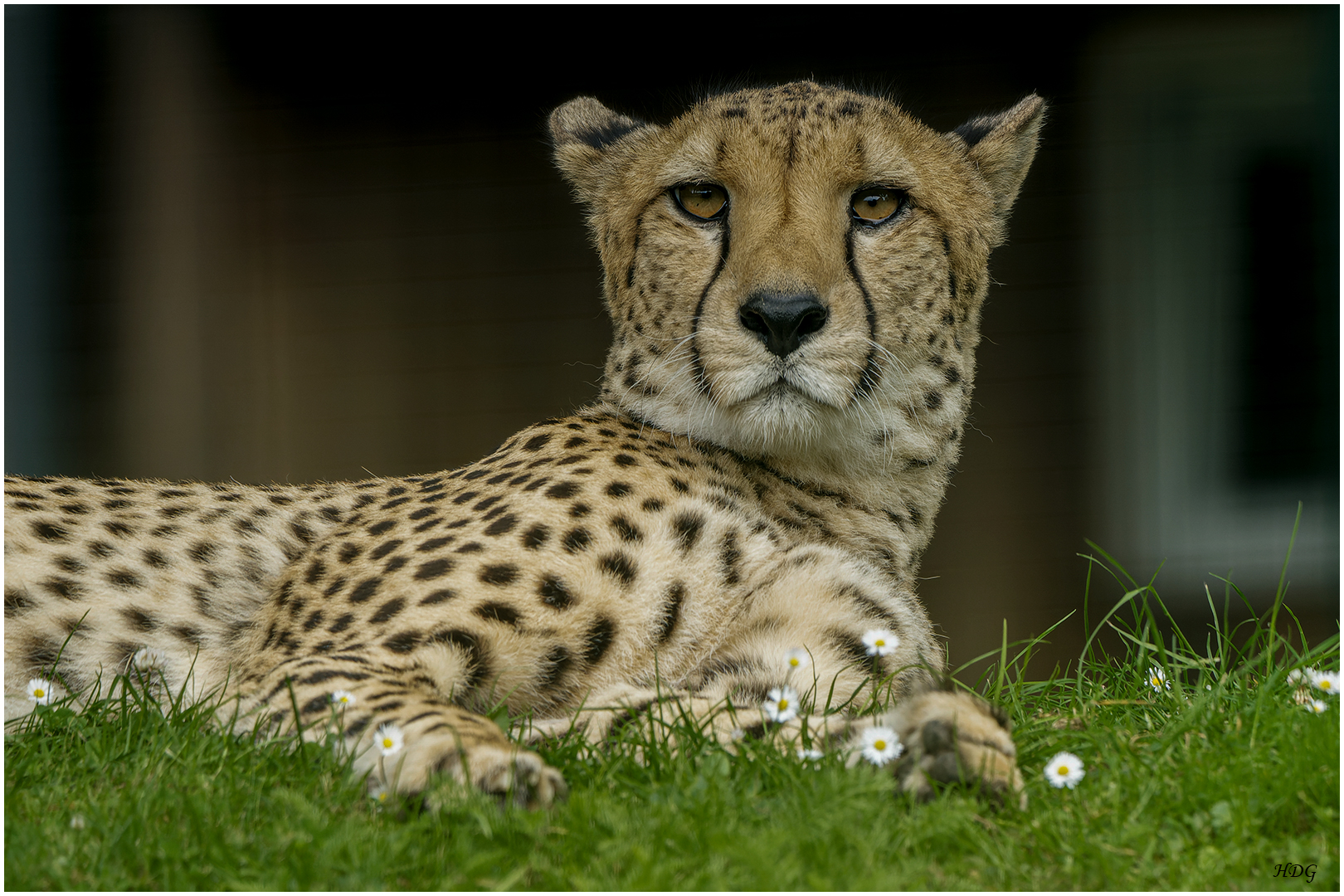 Diesen wunderschönen Gepard ...