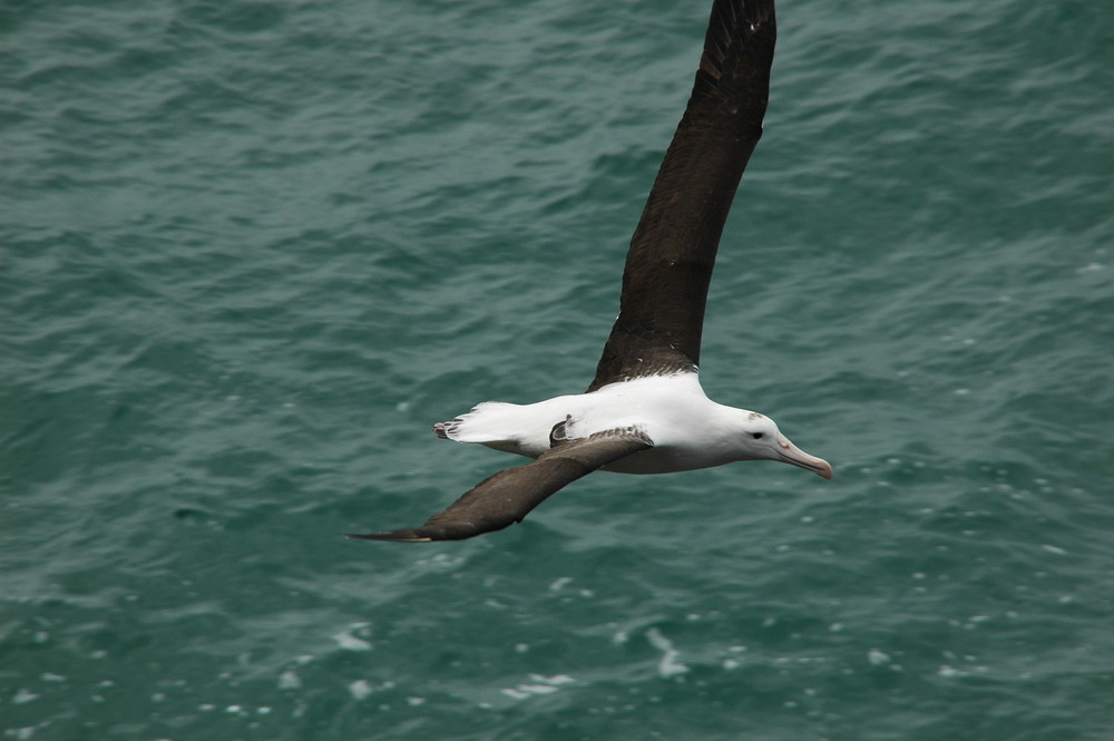 Dieser Albatros war leider doch recht flott unterwegs...