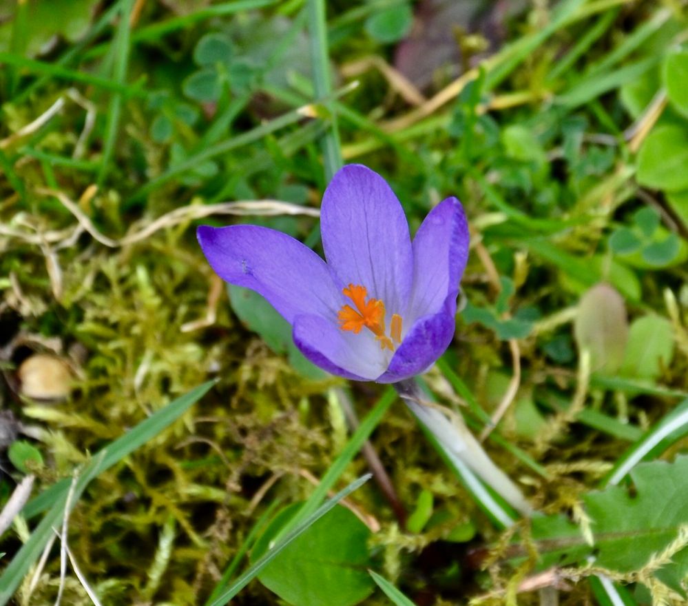 Dieser alleinstehende Krokus…