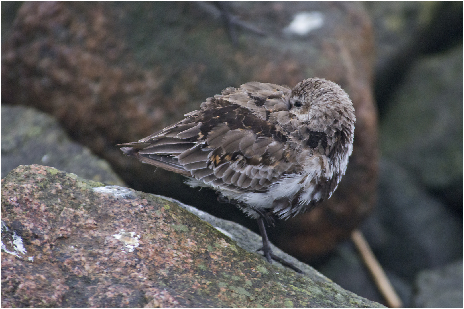 Dieser Alpenstrandläufer  (Calidris alpina) . . .