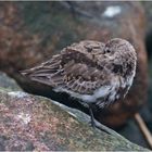 Dieser Alpenstrandläufer  (Calidris alpina) . . .