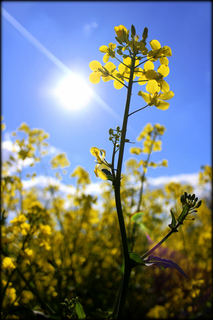 dieser Anblick gibt wärme.. der Sommer naht..