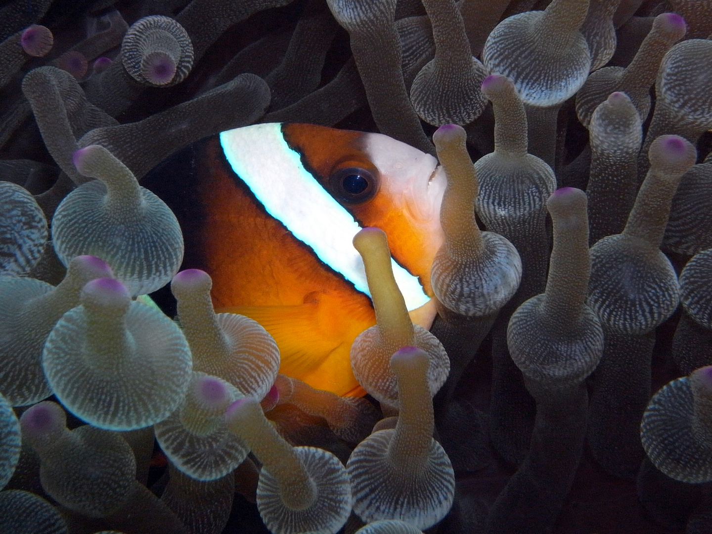 Dieser Anemonenfisch zeigt seine Zähne...