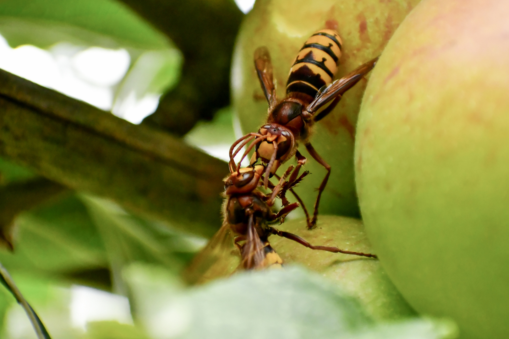 dieser Apfel ist meiner