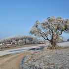 dieser Apfelbaum