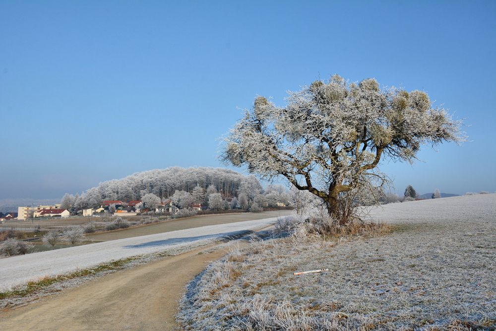 dieser Apfelbaum