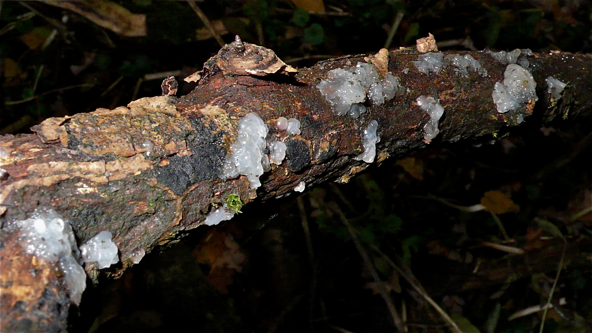 Dieser auf einem alten Buchenzweig wachsende Pilz ist der Weißliche Drüsling