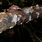 Dieser auf einem alten Buchenzweig wachsende Pilz ist der Weißliche Drüsling