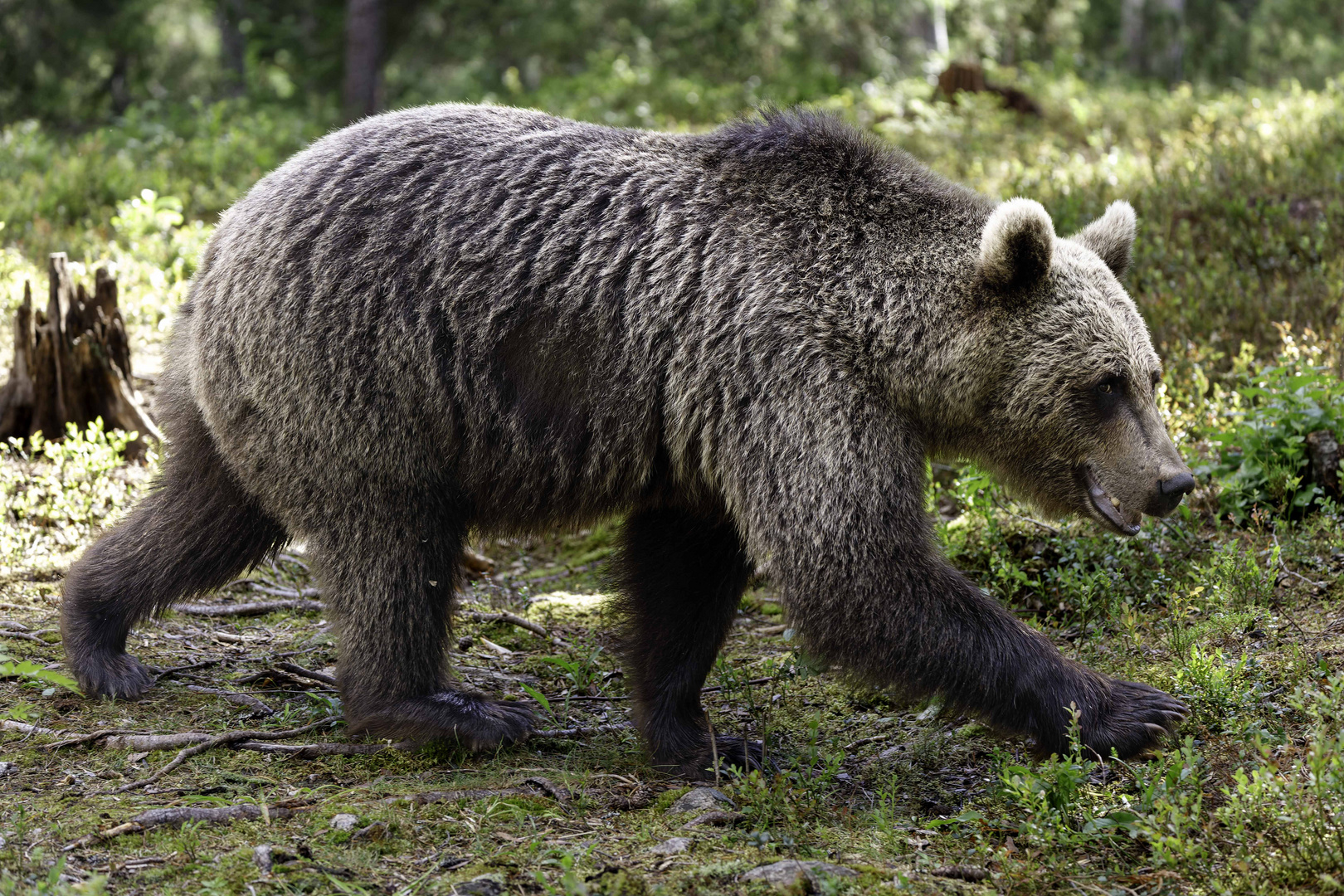 Dieser Bär rückte mir fast auf den Pelz!