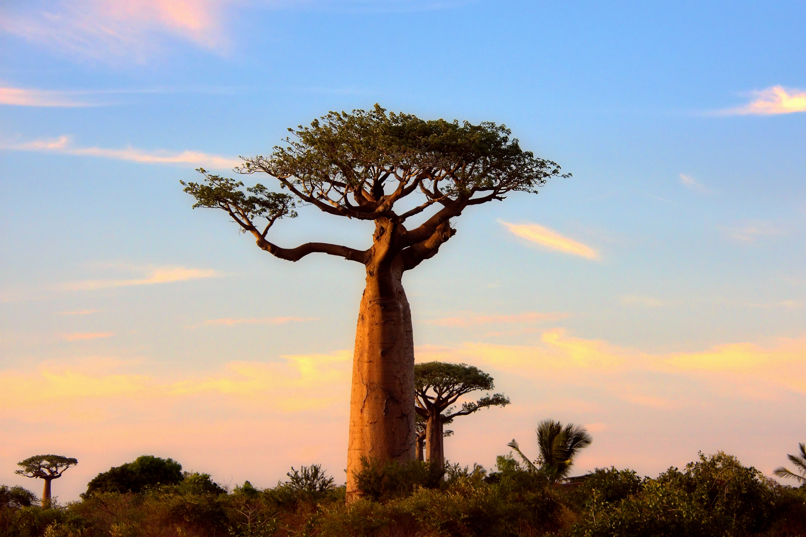 Dieser Baobab