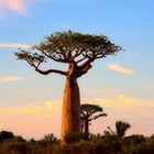 Dieser Baobab