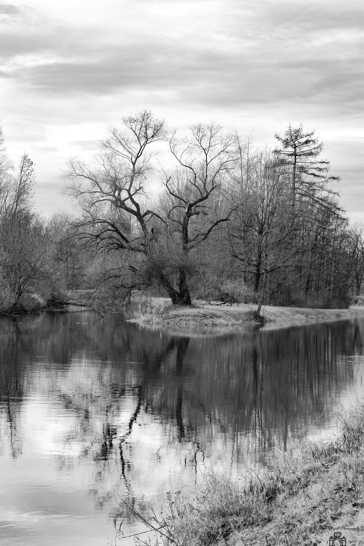 Dieser Baum