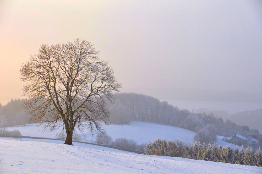 dieser BAUM...