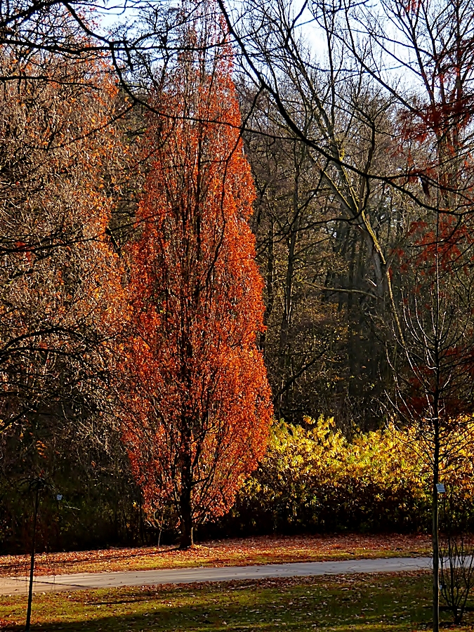 Dieser Baum . . . .