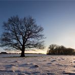 Dieser Baum...