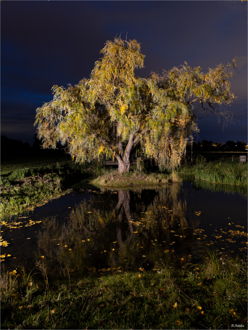 Dieser Baum...